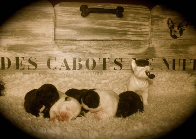 Des Cabots De Nuit - Voici les 5 bébés