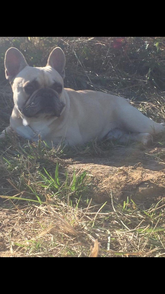 Engelo de la Guilde Saint Ange