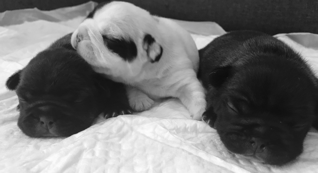 Des Cabots De Nuit - Bouledogue français - Portée née le 26/06/2019